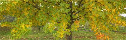 Colours of Autumn - Stanley - VIC (PBH4 00 13523)